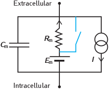 "Integrate-and-fire modeled as a simple RC-circuit"